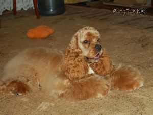 Dog Photo