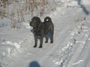 Dog Photo