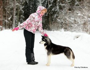 Dog Photo