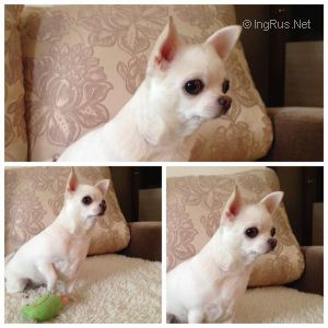 Dog Photo