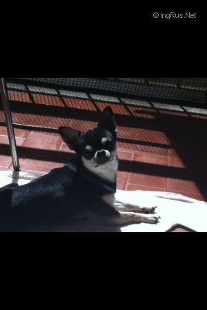 Dog Photo