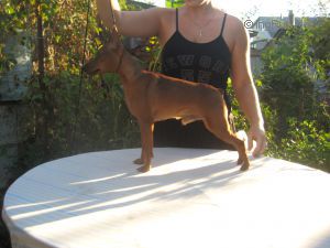 Dog Photo