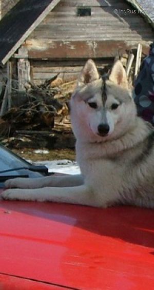 Dog Photo
