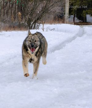 Dog Photo