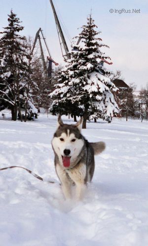 Dog Photo