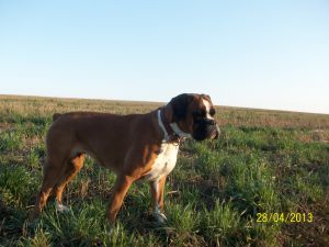 Dog Photo