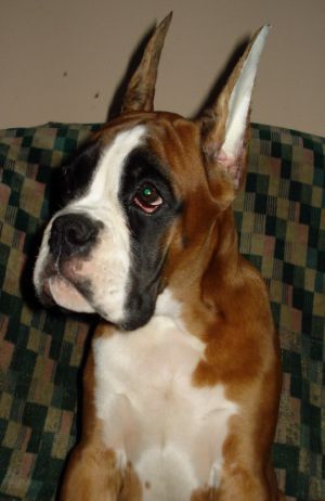 Dog Photo