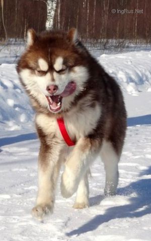 Dog Photo