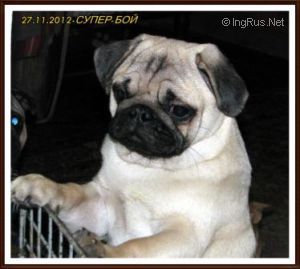 Dog Photo