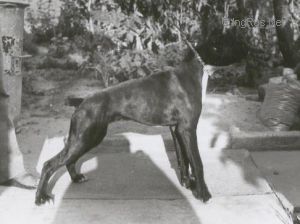 Dog Photo