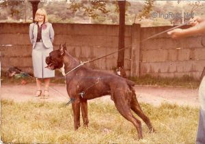 Dog Photo