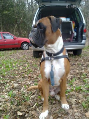 Dog Photo