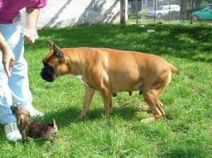 Dog Photo