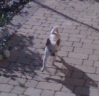 Dog Photo