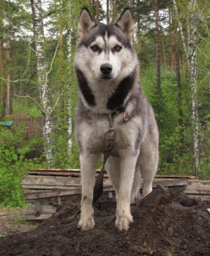 Dog Photo