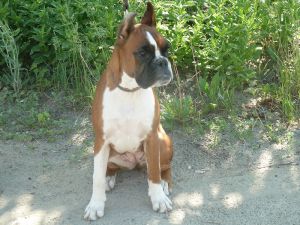 Dog Photo