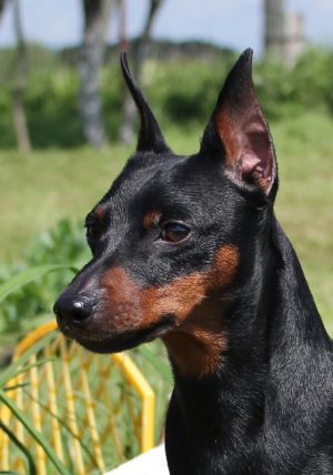 Dog Photo
