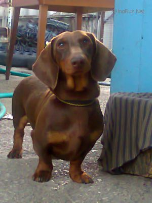 Dog Photo