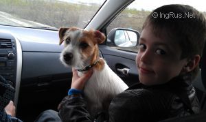 Dog Photo