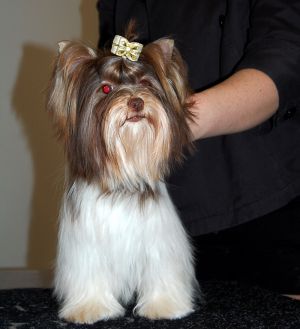 Dog Photo