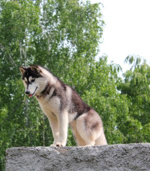 Dog Photo