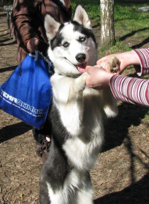 Dog Photo