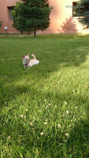Dog Photo