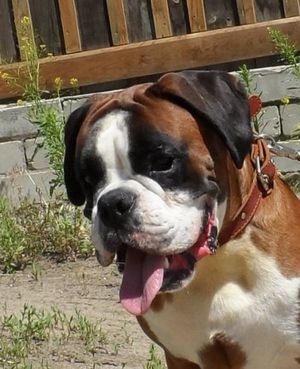 Dog Photo