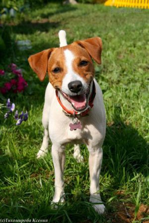Dog Photo
