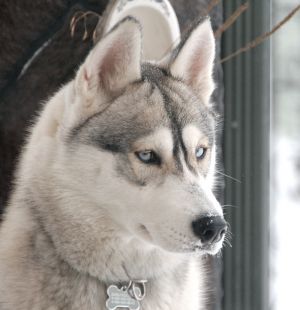 Dog Photo