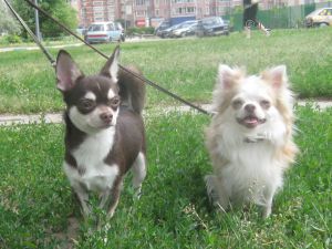Dog Photo