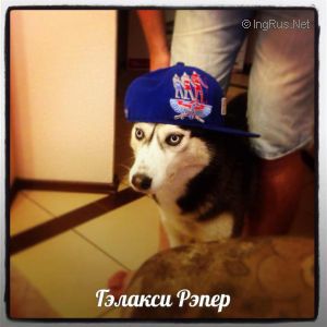 Dog Photo