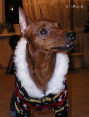 Dog Photo