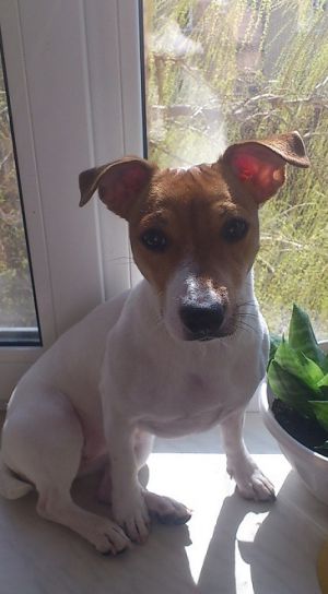Dog Photo