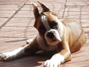 Dog Photo