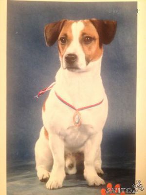 Dog Photo