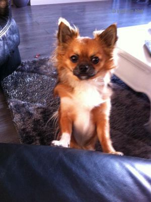 Dog Photo