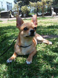 Dog Photo