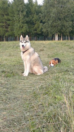 Dog Photo