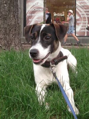 Dog Photo