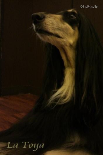 Dog Photo