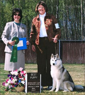 Dog Photo
