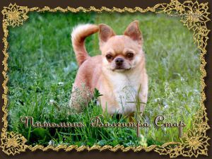 Dog Photo