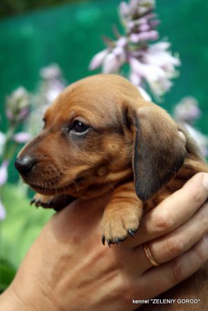Dog Photo