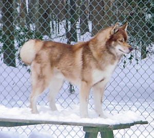 Dog Photo