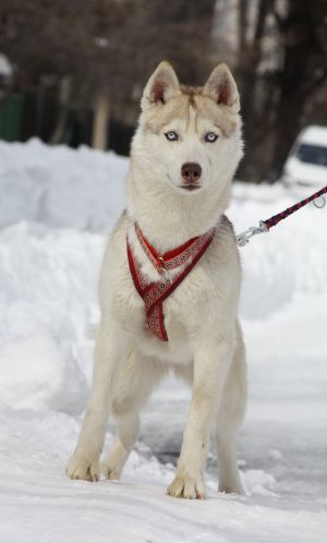 Dog Photo