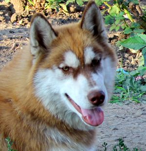 Dog Photo