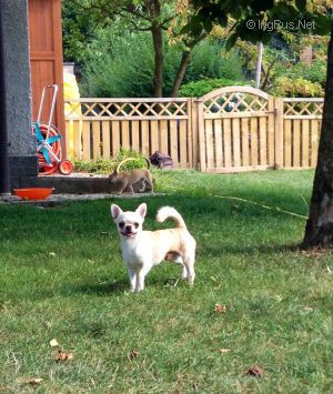 Dog Photo