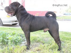 Dog Photo