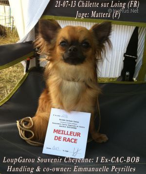 Dog Photo